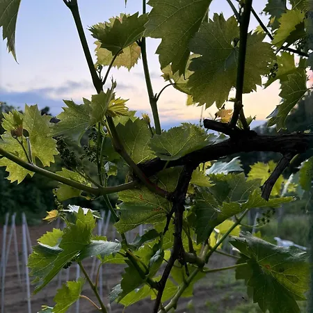 Le Murazze Bed & Breakfast 4*